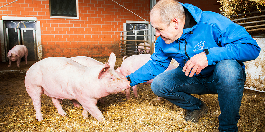 Lokale Schweinehaltung in Groß-Umstadt